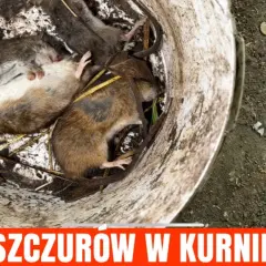 Gdzie wyrzucić trutkę na szczury - bezpieczna utylizacja krok po kroku