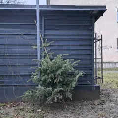 Gdzie wyrzucić choinkę w Warszawie? Sprawdź punkty odbioru