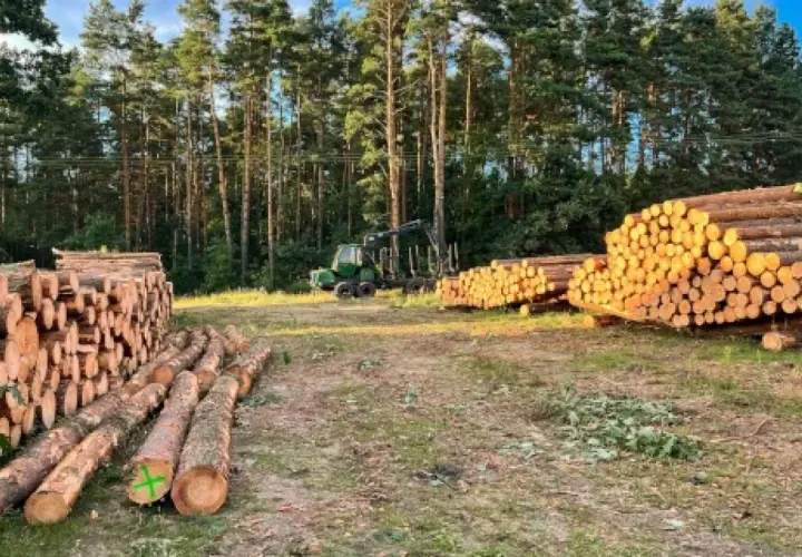 Prośba o wycięcie drzewa zagrażającego bezpieczeństwu – procedury